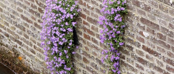 Muurbloempjes Muurbloempjes