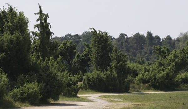 Oude bessen