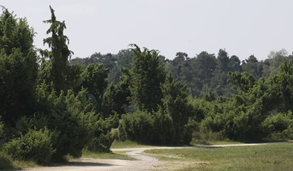 Oude bessen Oude bessen
