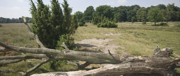 Oude bessen