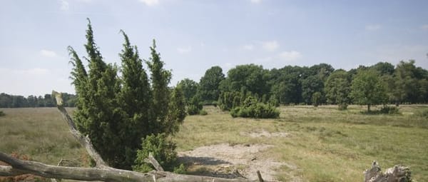 Oude bessen Oude bessen