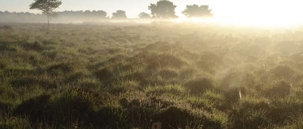 Grazen voor gentiaan Grazen voor gentiaan