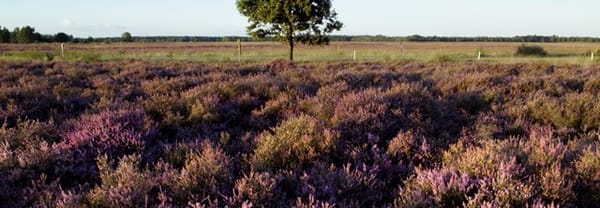 Zonder gegraas geen heide