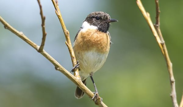 Dieren en planten