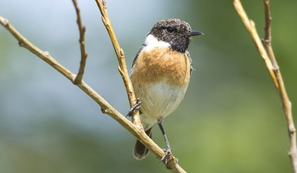 Dieren en planten Dieren en planten