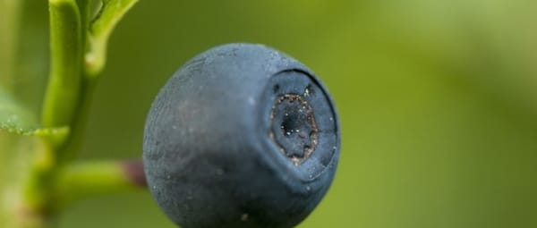 Dieren en planten