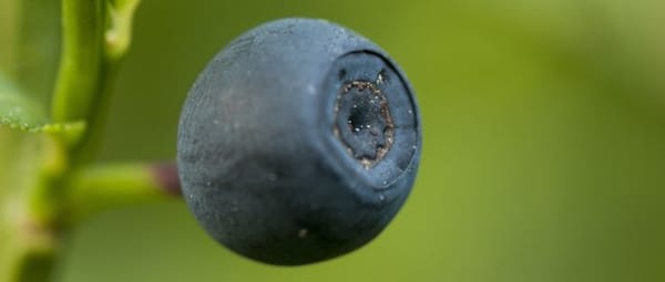 Dieren en planten Dieren en planten