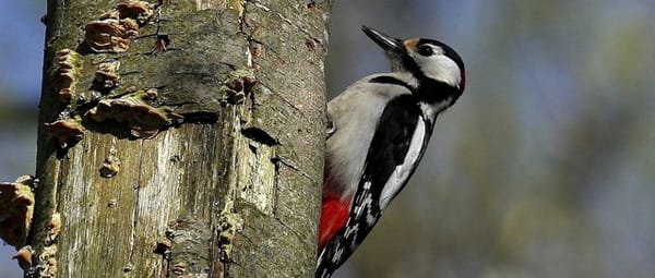 Genieten van een nieuw bos