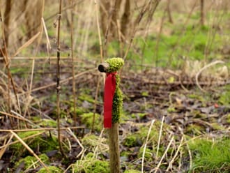 Klimaatbosroute, vlakbij Biddinghuizen