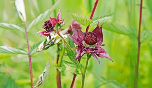 Planten en dieren