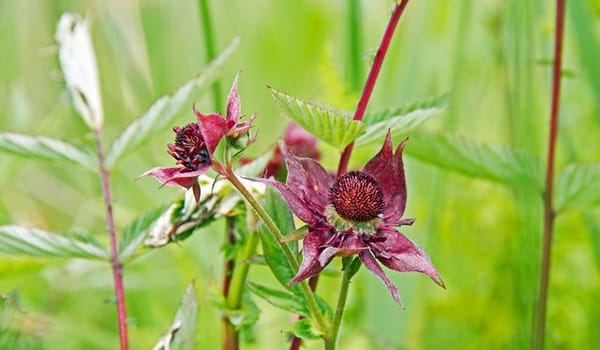 Planten en dieren Planten en dieren