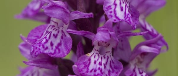 Planten en dieren