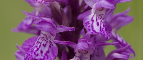 Planten en dieren Planten en dieren