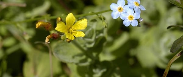 Planten en dieren