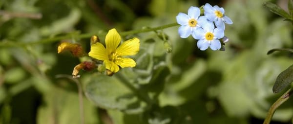 Planten en dieren Planten en dieren
