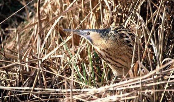Vogels in De Wieden