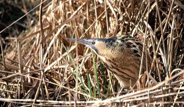 Vogels in De Wieden Vogels in De Wieden