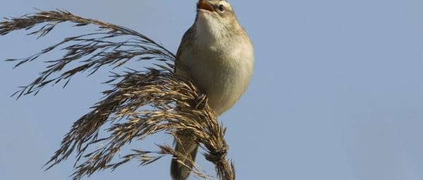Vogels in De Wieden
