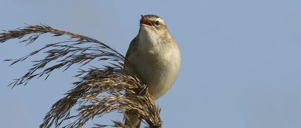 Vogels in De Wieden Vogels in De Wieden