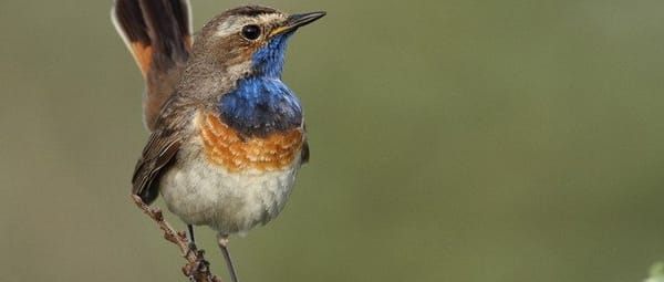 Vogels in De Wieden