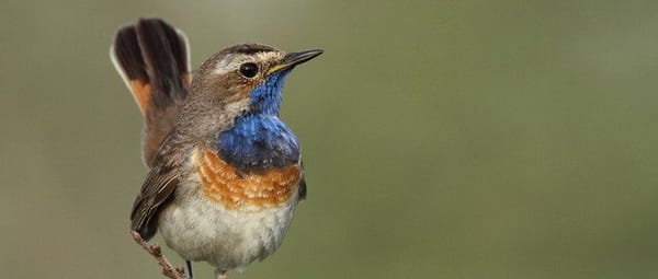 Vogels in De Wieden Vogels in De Wieden