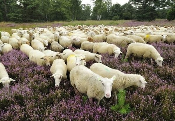 Begrazing met schaapskudde