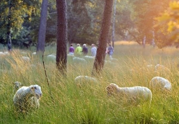 Begrazing met schaapskudde