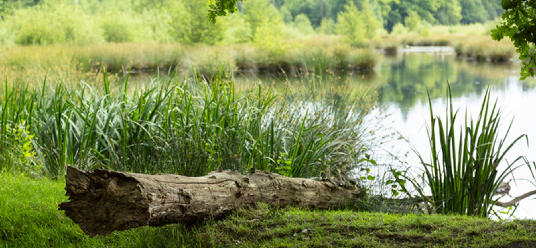 Witte Veen Witte Veen