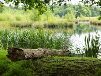 Witte Veen