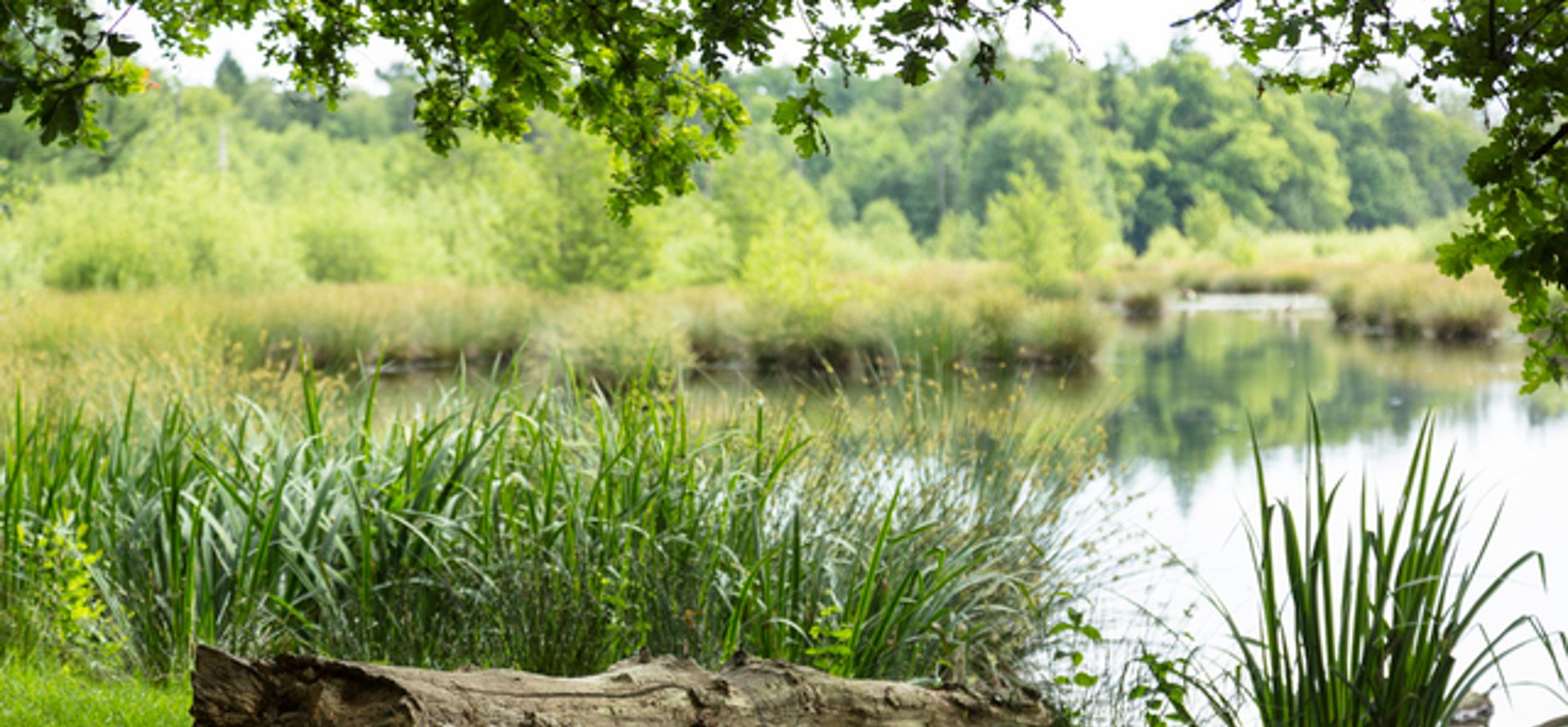 Witte Veen Witte Veen