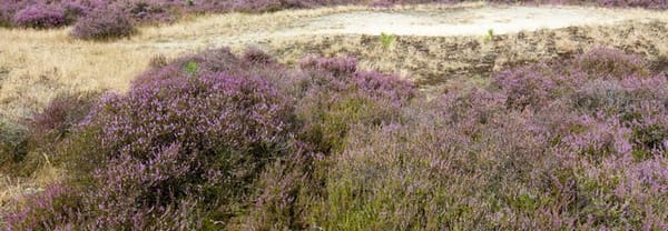 Heide en heuvels Heide en heuvels