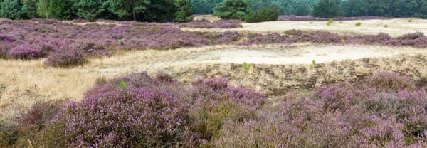 Heide en heuvels Heide en heuvels