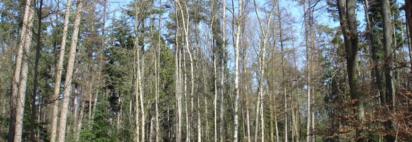 Naaldhout Naaldhout