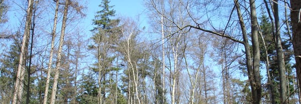 Naaldhout Naaldhout