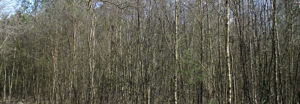 Kapvlakte Kapvlakte