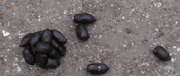 Speuren naar sporen Speuren naar sporen