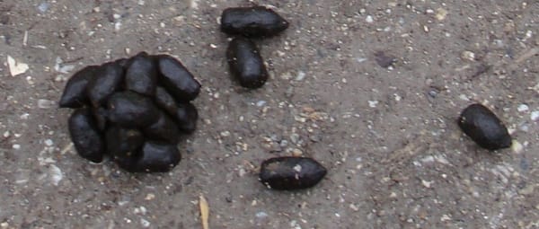 Speuren naar sporen Speuren naar sporen