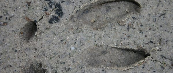 Speuren naar sporen Speuren naar sporen