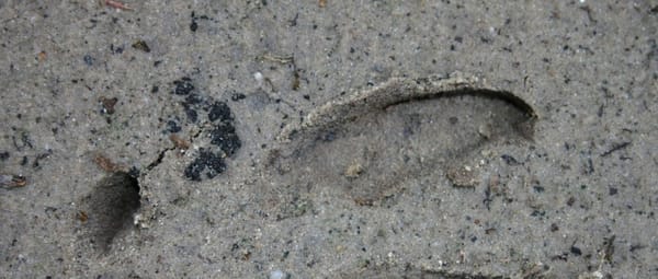 Speuren naar sporen Speuren naar sporen