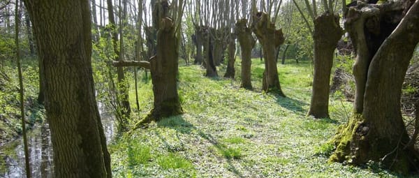 Eendenkooi Eendenkooi