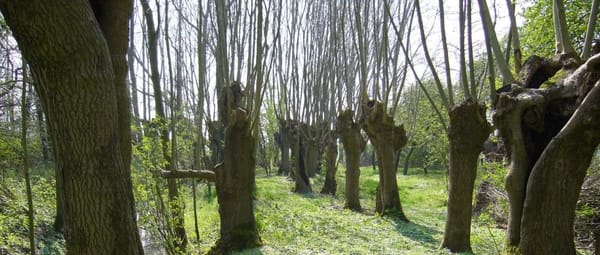 Eendenkooi Eendenkooi