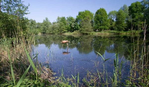 Eendenkooi Eendenkooi