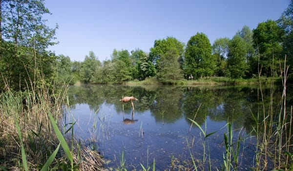 Eendenkooi Eendenkooi