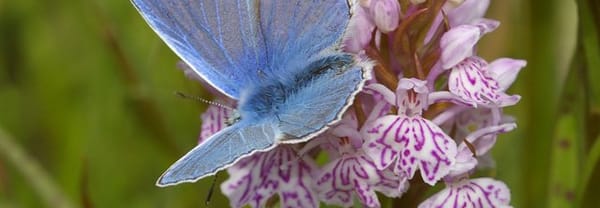 Bijzondere planten en vlinders