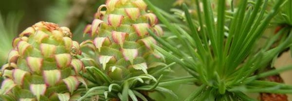 Zieke bomen