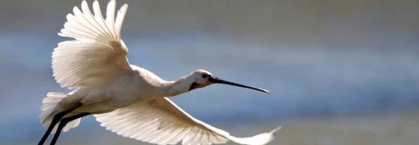 Nieuwkoopse Plassen Nieuwkoopse Plassen