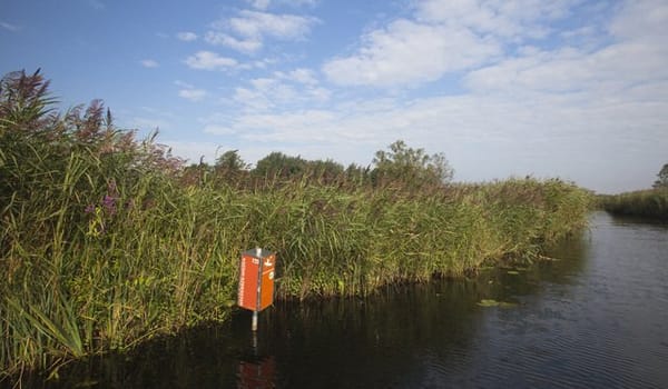 Wuivend riet Wuivend riet