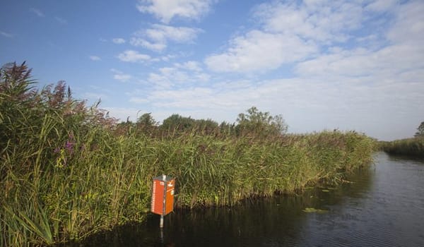 Wuivend riet Wuivend riet