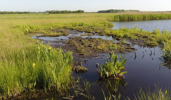 Trilveen Trilveen