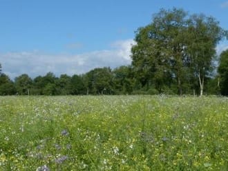 Wandelroute Logtsevelden aan de rand van de Kampina